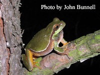 Pine Barrens treefrog 